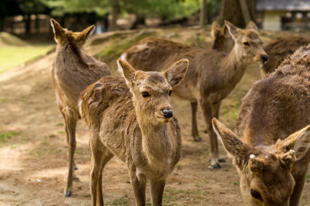 best nar day trip itinerary. deers in nara park