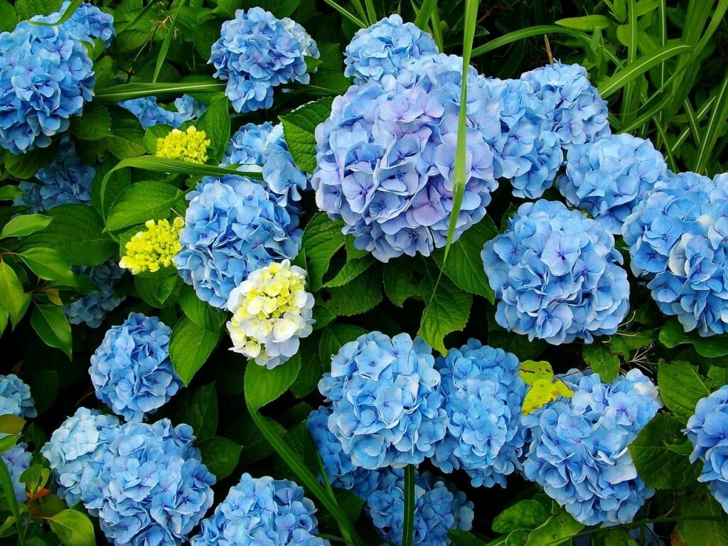 summer in japan is hydrangea season. planning trip to japan