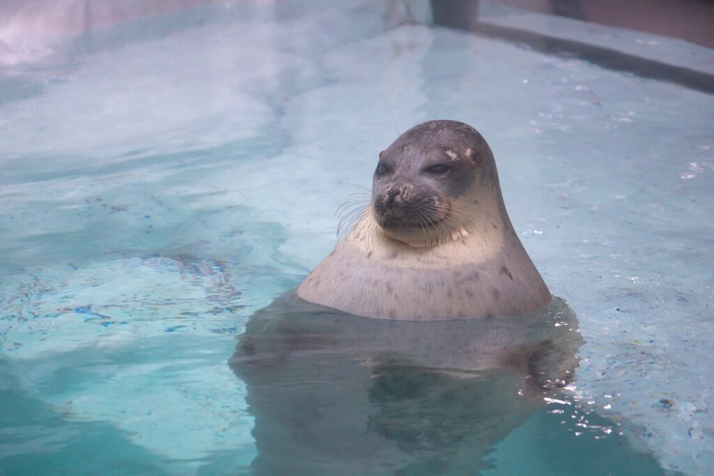 Seal in aquarium. Things to do osaka.